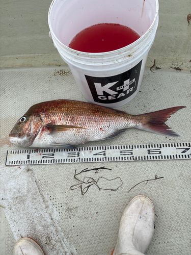 マダイの釣果