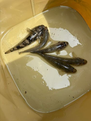 チチブの釣果