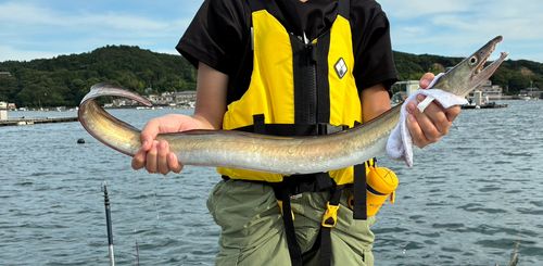 ハモの釣果
