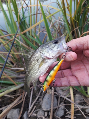 ラージマウスバスの釣果