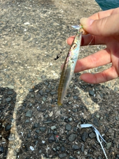 カマスの釣果