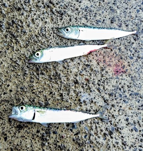 サバの釣果