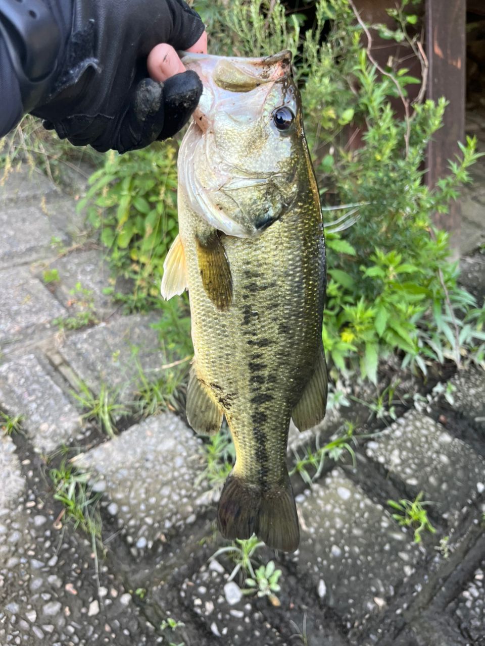 DAIWA 19エアエッジ モバイル 644L/MLS-STの最安値・インプレ・釣果