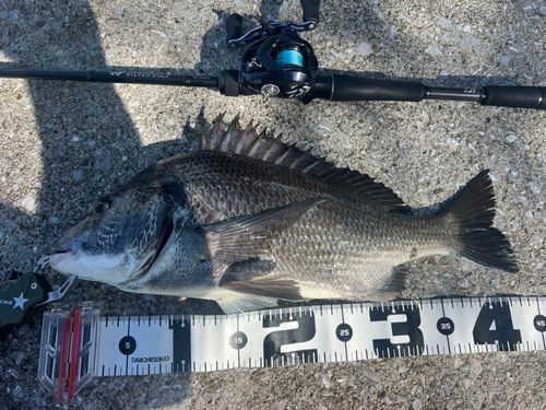 チヌの釣果
