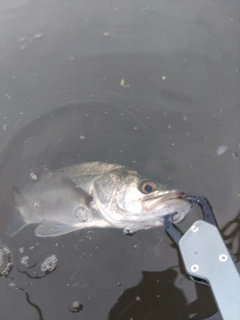 セイゴ（マルスズキ）の釣果