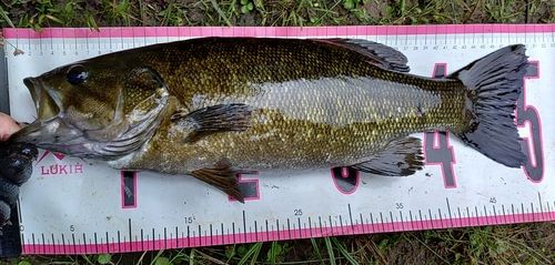 九頭竜川で釣れたブラックバスの釣り・釣果情報 - アングラーズ | 釣果 九頭竜川で釣れたブラックバスの釣り・釣果情報 - アングラーズ | 釣果