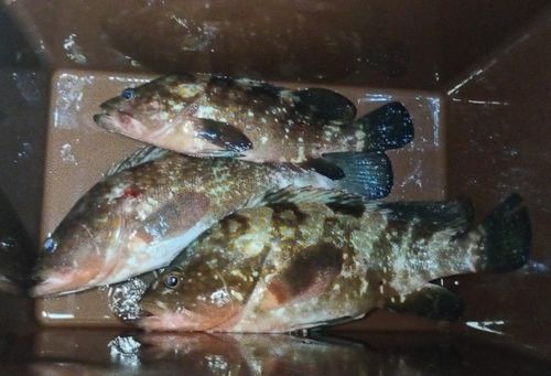 アコウの釣果