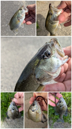 ブラックバスの釣果