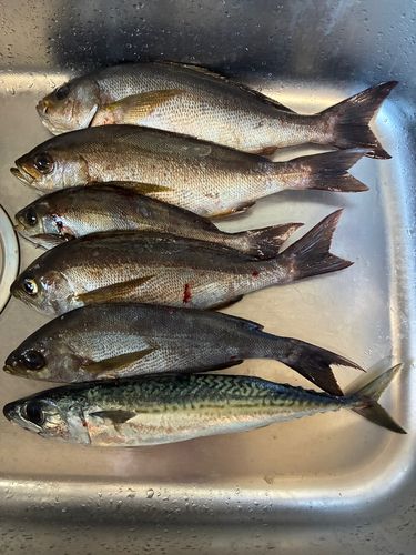 イサキの釣果