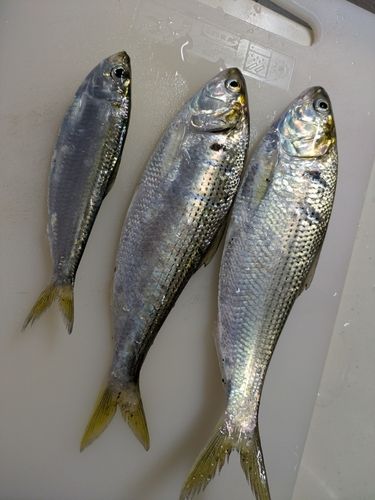 コノシロの釣果
