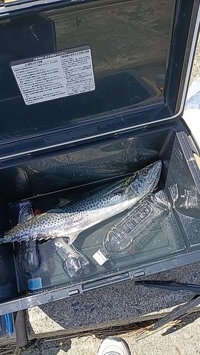 サゴシの釣果