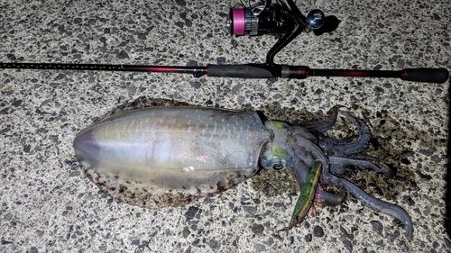 アオリイカの釣果