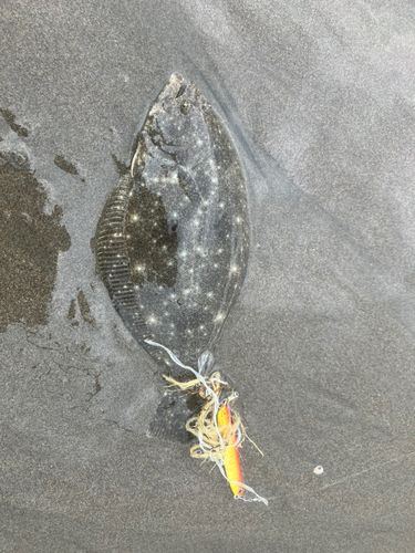 ソゲの釣果