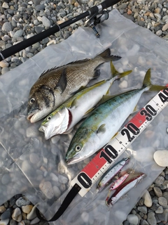 フクラギの釣果