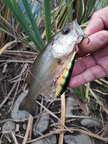 ラージマウスバスの釣果