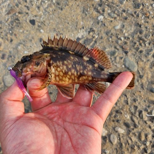 カサゴの釣果