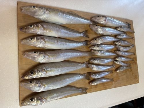 キスの釣果