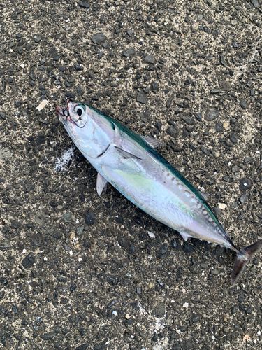 マルソウダの釣果