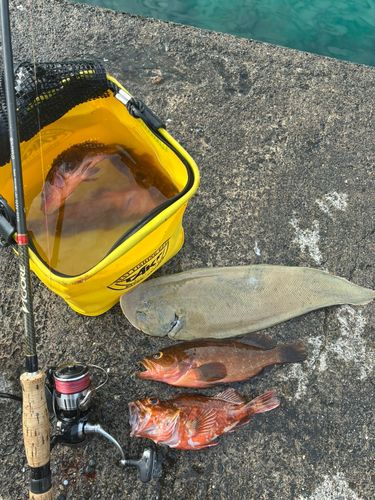 アコウの釣果