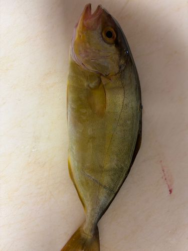 カンパチの釣果