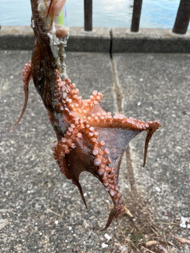 タコの釣果