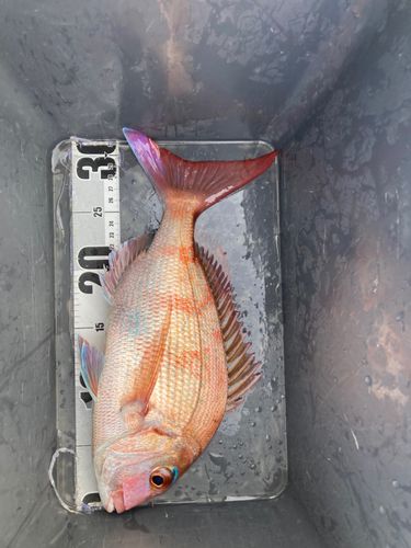 タイの釣果