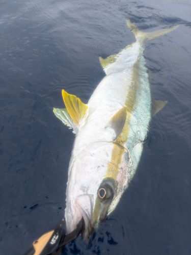 ヒラマサの釣果