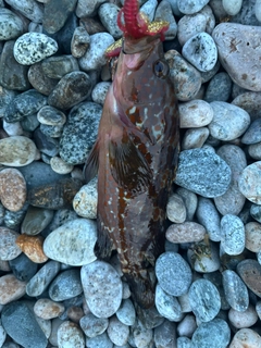 キジハタの釣果