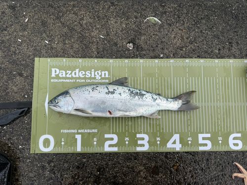 サクラマスの釣果