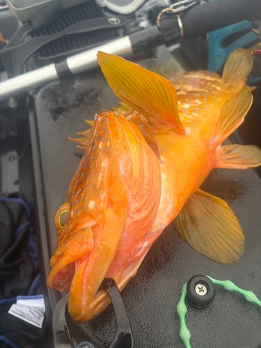 キジハタの釣果