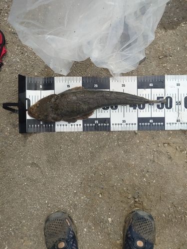 マゴチの釣果