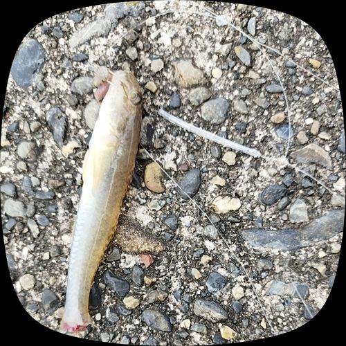 マハゼの釣果