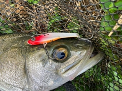 フッコ（マルスズキ）の釣果