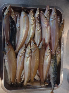 キスの釣果