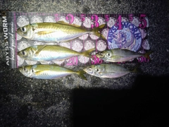 アジの釣果