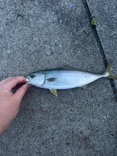 ワカシの釣果