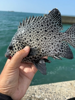 イシガキダイの釣果