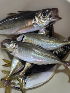 タチウオの釣果