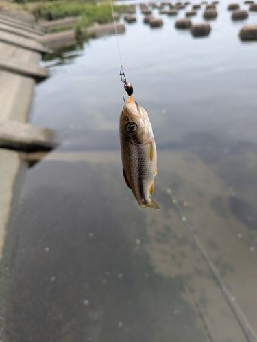 オイカワの釣果