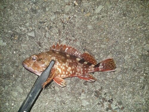 カサゴの釣果