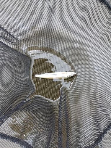 アユの釣果