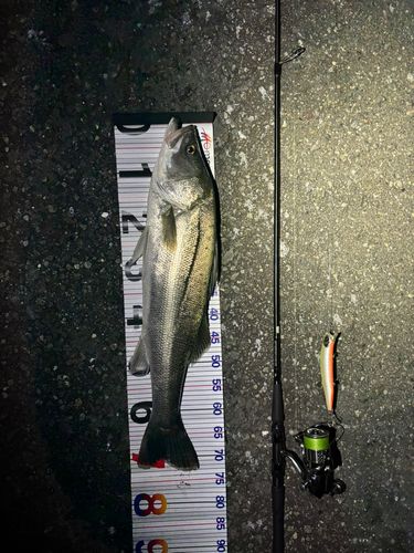 シーバスの釣果