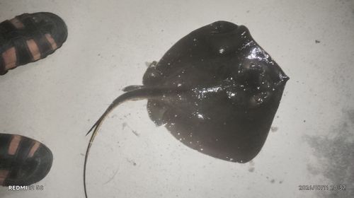 エイの釣果