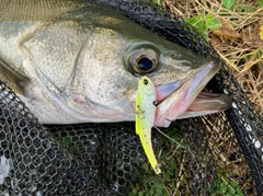 フッコ（マルスズキ）の釣果