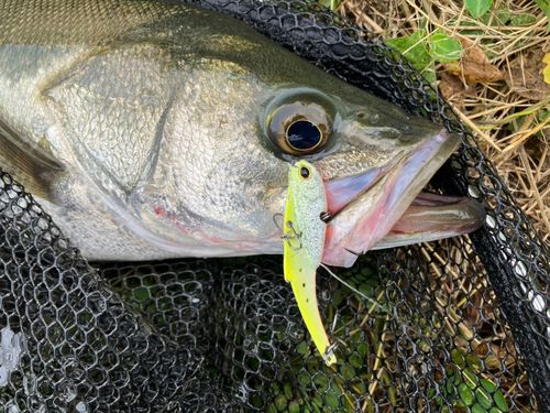 フッコ（マルスズキ）の釣果
