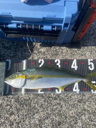 ヒラマサの釣果