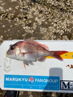 マダイの釣果