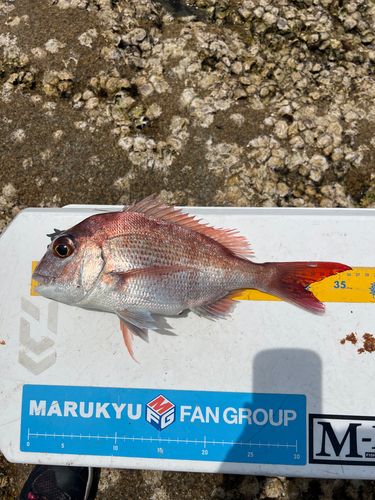 マダイの釣果