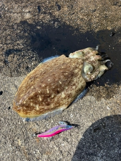 モンゴウイカの釣果