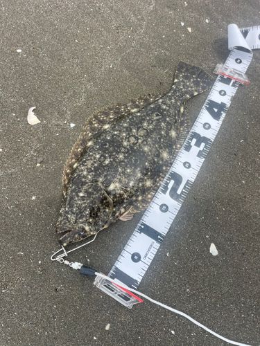 ヒラメの釣果